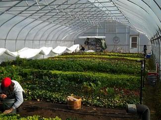Borden - Brines view of greenhouse
